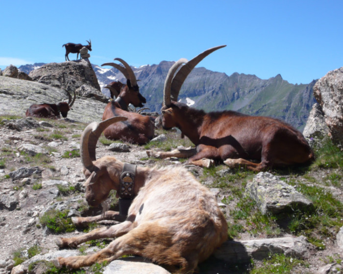 Gran Paradiso con guía - Imagen 3